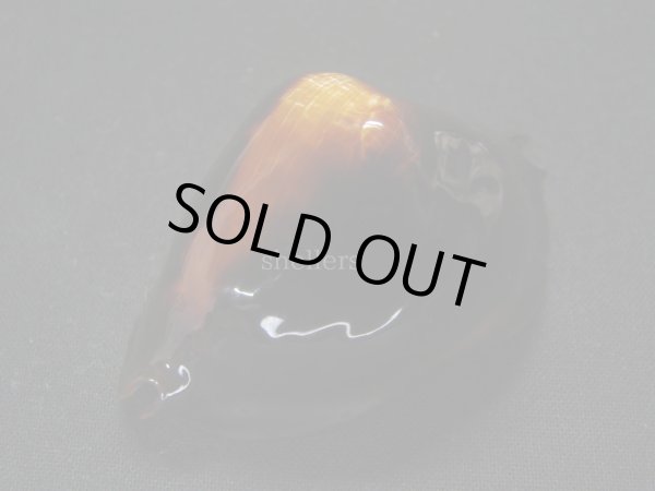 画像4: ロッセルダカラ　サティアタ (4)