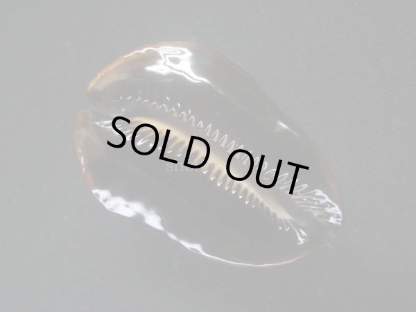 画像6: ロッセルダカラ　サティアタ (6)