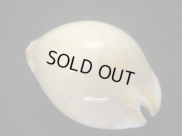 画像2: クロガネダカラ（friendii kostini） (2)