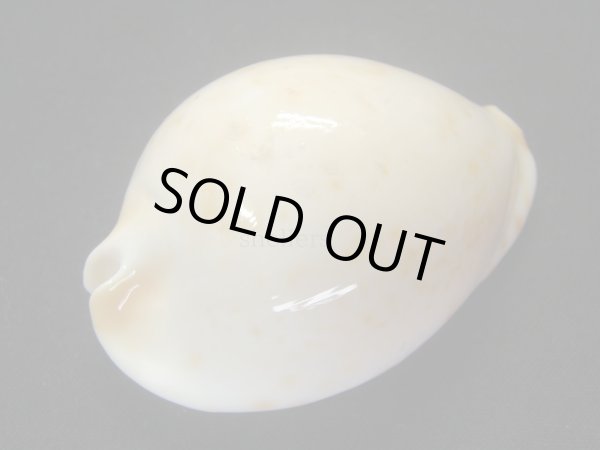 画像3: クロガネダカラ（friendii kostini） (3)