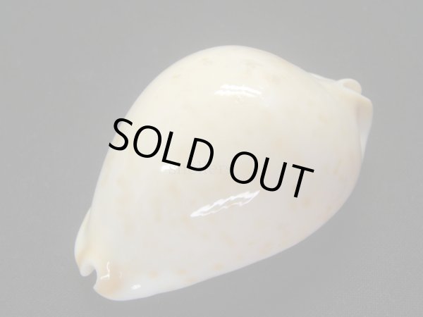 画像4: クロガネダカラ（friendii kostini） (4)