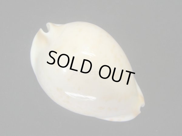 画像5: クロガネダカラ（friendii kostini） (5)