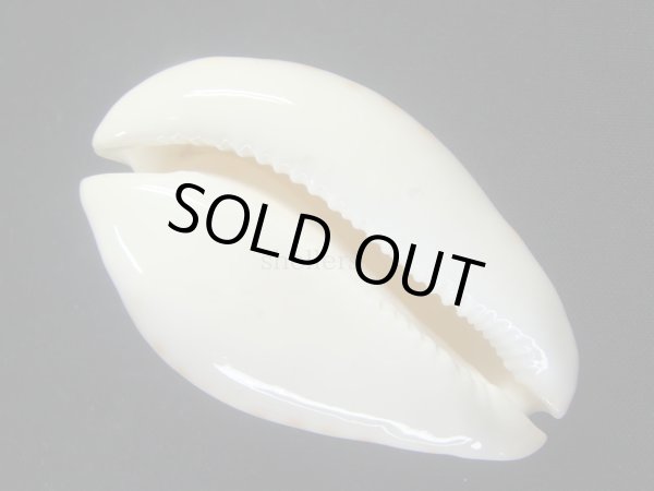 画像6: クロガネダカラ（friendii kostini） (6)