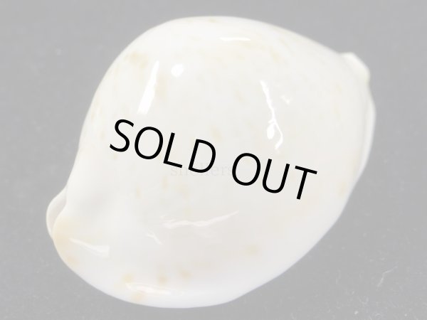 画像3: クロガネダカラ（friendii kostini）大 (3)