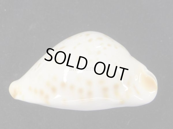 画像6: クロガネダカラ（friendii kostini）大 (6)