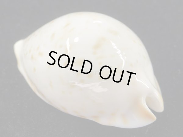 画像2: クロガネダカラ（friendii kostini）大 (2)