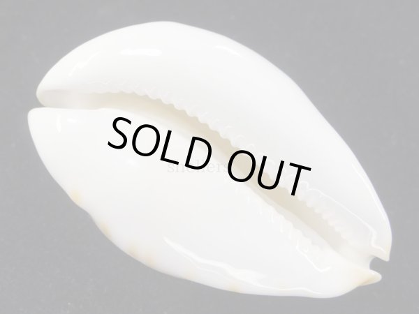 画像8: クロガネダカラ（friendii kostini）大 (8)