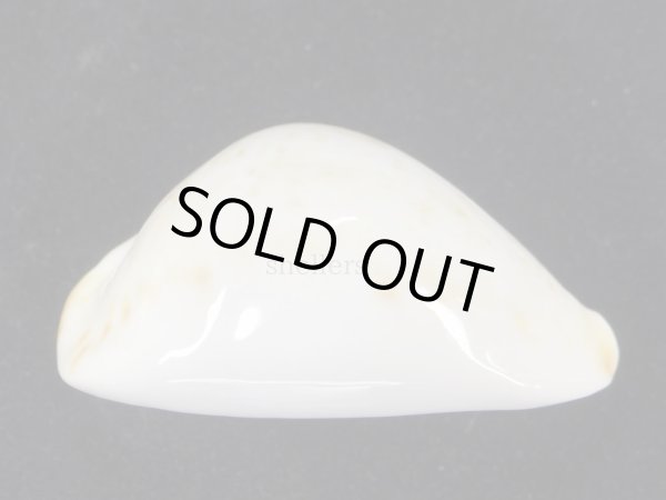 画像7: クロガネダカラ（friendii kostini）大 (7)