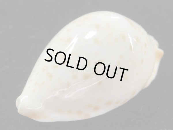 画像4: クロガネダカラ（friendii kostini）大 (4)