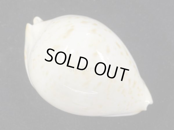 画像5: クロガネダカラ（friendii kostini）大 (5)