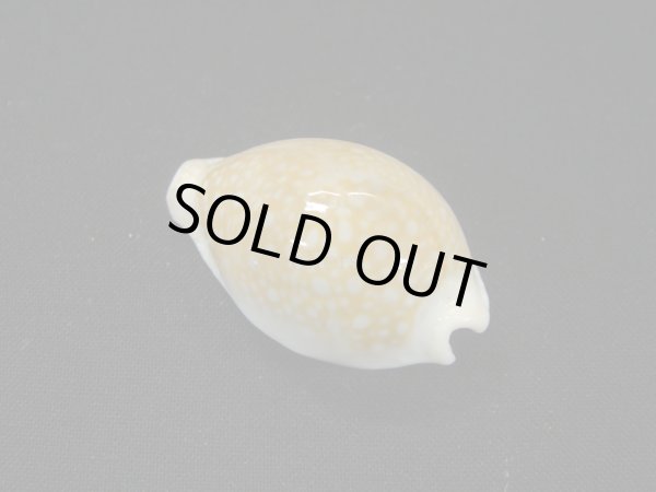 画像2: ハツユキダカラ (2)