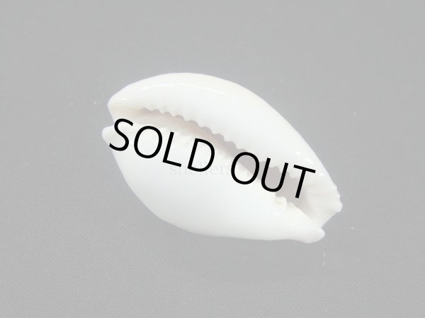 画像3: ハツユキダカラ (3)