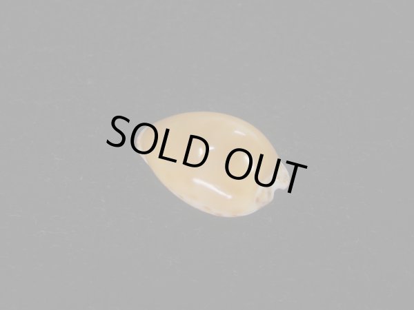 画像2: ゴウシュウダカラ(Cypraea angustata) 濃色　美品 (2)