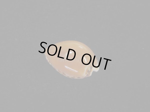 画像2: ゴウシュウダカラ(Cypraea angustata) 死殻だけど美品　特濃色 (2)