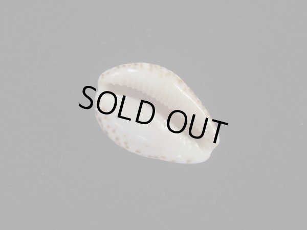 画像3: ゴウシュウダカラ(Cypraea angustata) 死殻だけど美品　特濃色 (3)