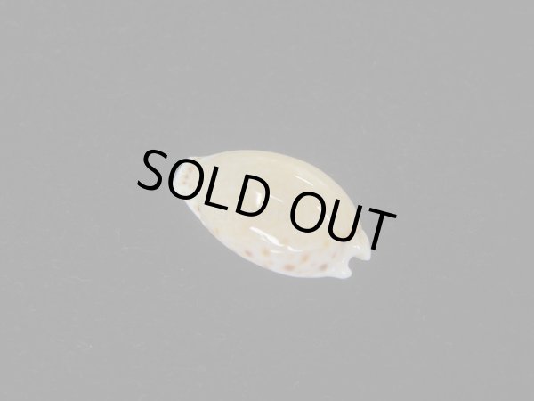 画像2: ホソミドリウミナシジダカラ(Naria cernica viridicolor) 大 (2)