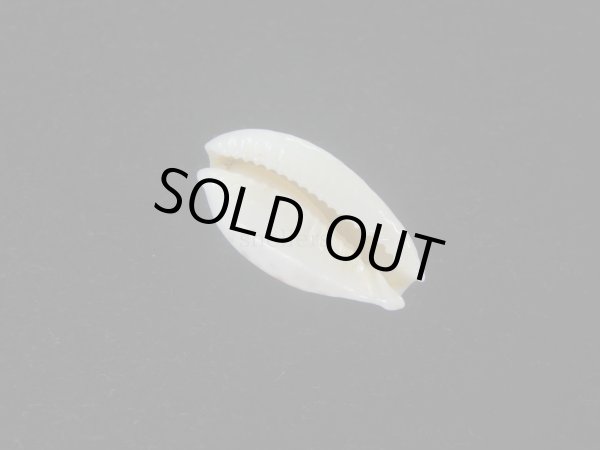 画像3: ホソミドリウミナシジダカラ(Naria cernica viridicolor) 大 (3)