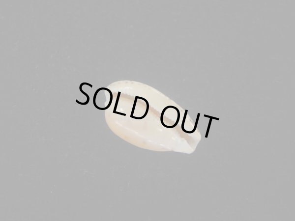 画像3: コンプトンダカラ(Notocypraea comptoni) 美品 (3)