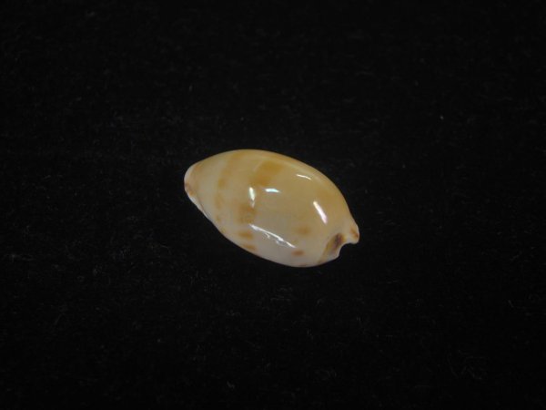 画像2: コンプトンダカラ(Notocypraea comptoni) (2)