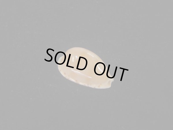 画像1: コンプトンダカラ(Notocypraea comptoni) (1)