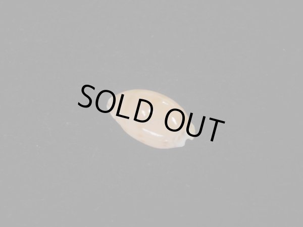 画像2: コンプトンダカラ(Notocypraea comptoni) (2)