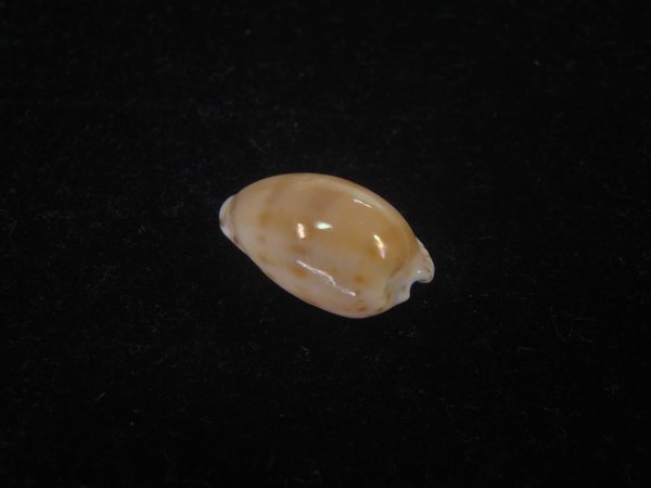 画像2: コンプトンダカラ(Notocypraea comptoni) (2)