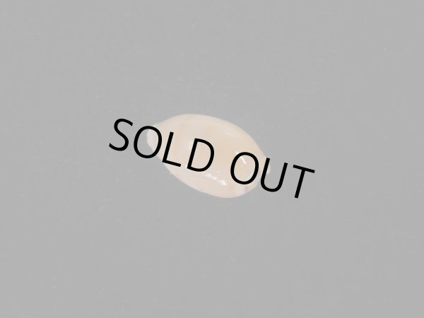 画像2: メイコンプトンダカラ( Notocypraea comptonii mayi) 美品 (2)