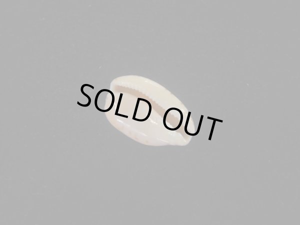 画像3: メイコンプトンダカラ( Notocypraea comptonii mayi) 美品 (3)