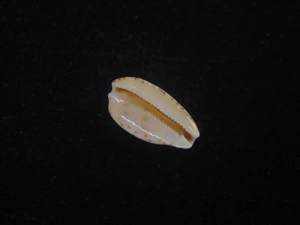 画像3: フカミコンプトンダカラ(Notocypraea comptonii f. dereginae) 美品 (3)