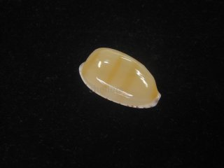 ウスアカネダカラ、 TER-0302TN - アクアピア