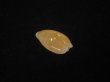 画像2: フカミコンプトンダカラ(Notocypraea comptonii f. dereginae) 大　美品 (2)