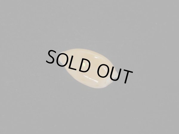 画像2: フカミコンプトンダカラ(Notocypraea comptonii f. dereginae) 大 美品 (2)