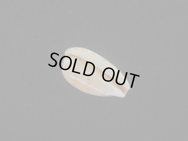 画像3: フカミコンプトンダカラ(Notocypraea comptonii f. dereginae) 大 美品 (3)