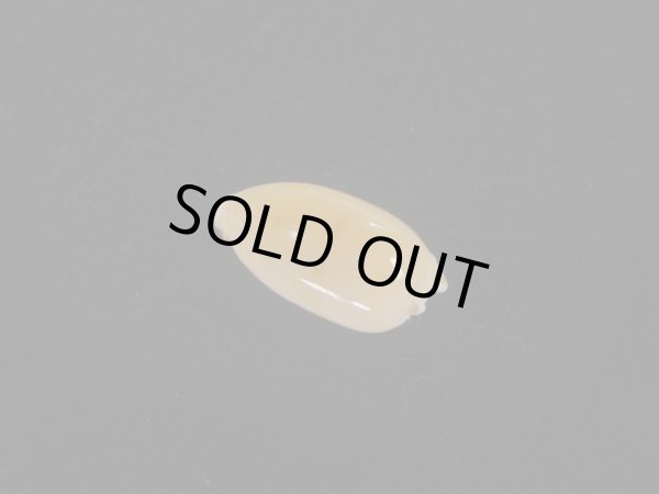 画像2: フカミソバカスダカラ(Notocypraea pulicaria) 美品 (2)