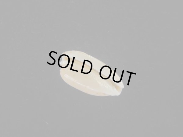 画像3: フカミソバカスダカラ(Notocypraea pulicaria) 美品 (3)