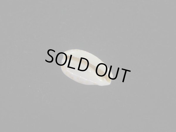 画像3: フタイロコショウダカラ(Notocypraea piperita piperita f.bicolor)  (3)