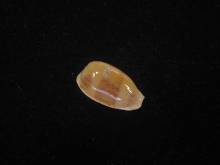 タカラガイ・ウミウサギ類 - Kaiショップ