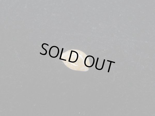 画像2: フイリチドリダカラ(Annepona mariae) 美品 (2)