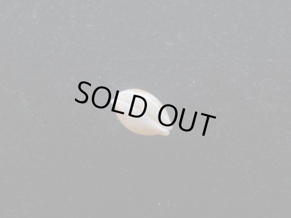 画像3: フイリチドリダカラ(Annepona mariae) 美品 (3)