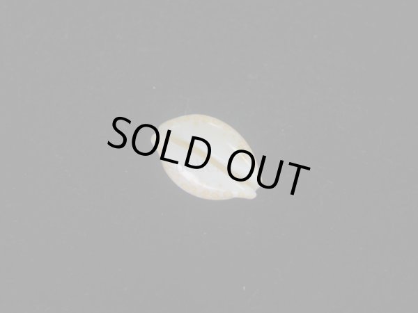 画像3: フイリチドリダカラ(Annepona mariae) 大　美品 (3)