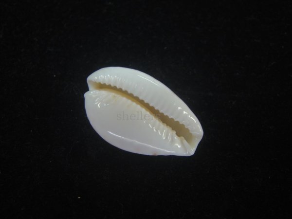 画像3: ミドリウミナシジダカラ(Naria cernica viridicolor) 美品 (3)