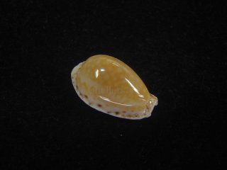 70726f647563742f534f542f322f30