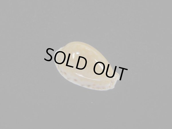 画像1: ミドリウミナシジダカラ(Naria cernica viridicolor) 美品 (1)