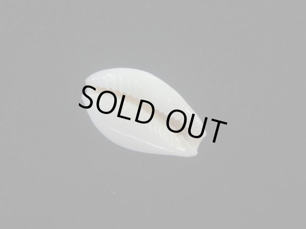 画像3: ミドリウミナシジダカラ(Naria cernica viridicolor) 美品 (3)