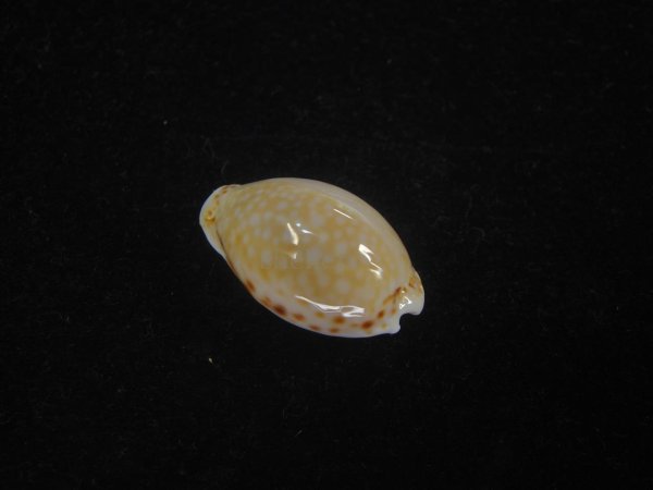 画像2: ミドリウミナシジダカラ(Naria cernica viridicolor) 美品 (2)