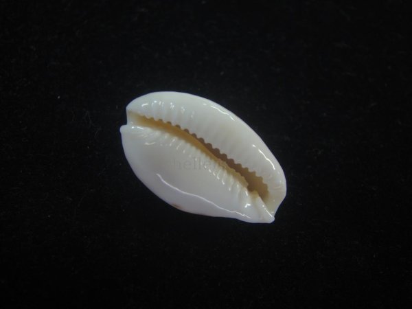 画像3: ミドリウミナシジダカラ(Naria cernica viridicolor) 美品 (3)