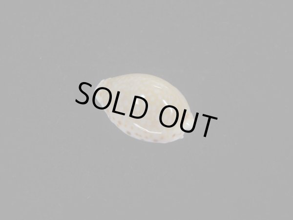 画像2: ミドリウミナシジダカラ(Naria cernica viridicolor) 美品　濃色 (2)