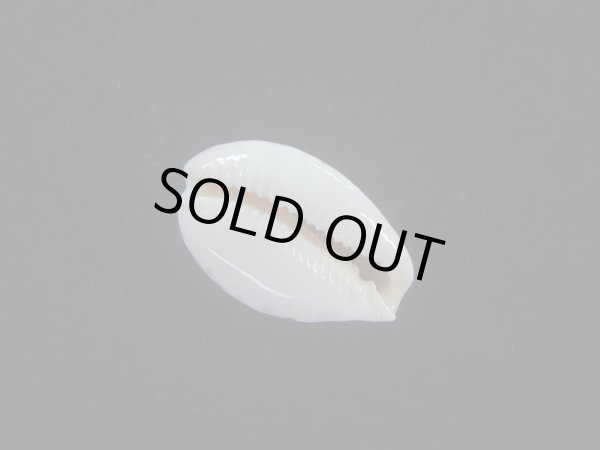 画像3: ミドリウミナシジダカラ(Naria cernica viridicolor) 美品　濃色 (3)