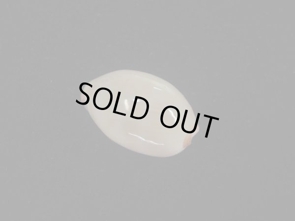 画像2: オサナダカラ(Austrocypraea reevei)  美品 (2)