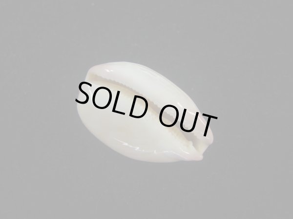 画像3: オサナダカラ(Austrocypraea reevei)  美品 (3)